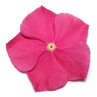 Pacifica XP Raspberry Vinca